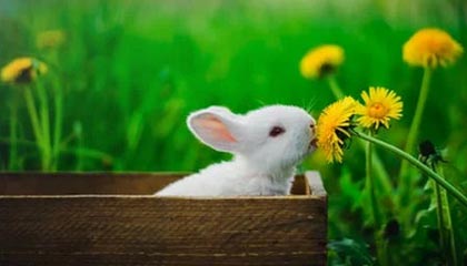 开云体育官网-bsports：让热爱与理性并行的体育新体验